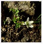 Arenaria norvegica * Norwegian Sandwort - Beinn Iadain - July 1987 * 2728 x 2763 * (2.59MB)